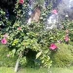 Апартаменты San Patrick Elegant *