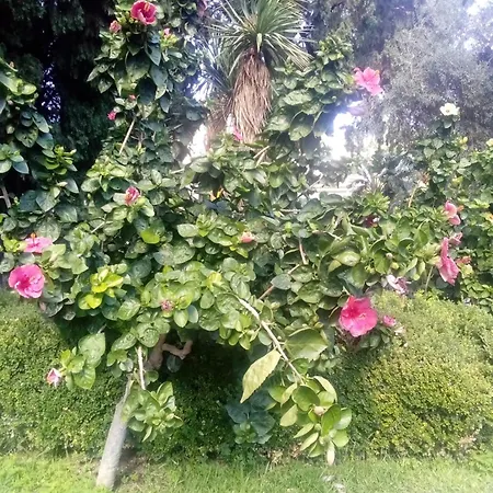 Διαμέρισμα San Patrick Elegant *